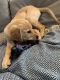 Golden Retriever Puppies for sale in Prosper, TX 75078, USA. price: NA