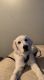 Golden Retriever Puppies for sale in Lansing, IL, USA. price: $800