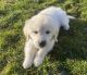 Golden Retriever Puppies for sale in Manchester, CT, USA. price: NA