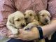 Golden Retriever Puppies for sale in Fremont, WI 54940, USA. price: NA