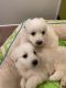 Golden Retriever Puppies for sale in Chatsworth, Los Angeles, CA, USA. price: $2,500