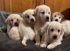 Golden Retriever Puppies for sale in California City, CA, USA. price: $1,000