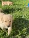 Golden Retriever Puppies for sale in Doral, FL, USA. price: $2,000