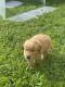 Golden Retriever Puppies for sale in Doral, FL, USA. price: NA