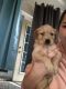 Golden Retriever Puppies for sale in Indianapolis, IN, USA. price: $800