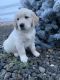 Golden Retriever Puppies for sale in Kuna, ID 83634, USA. price: $2,000