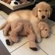 Golden Retriever Puppies for sale in 2114 E Blossom St, Eagle Mountain, UT 84005, USA. price: NA