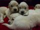Golden Retriever Puppies for sale in Columbus, OH, USA. price: $900