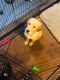 Golden Retriever Puppies for sale in Elmwood Park, NJ, USA. price: NA
