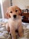 Golden Retriever Puppies for sale in La Crosse, WI 54601, USA. price: NA