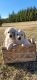 Golden Retriever Puppies for sale in Inman, SC 29349, USA. price: NA