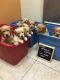 Golden Retriever Puppies for sale in Gilbert, AZ, USA. price: NA