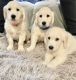 Golden Retriever Puppies for sale in Lewiston, ME, USA. price: NA