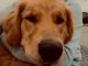 Golden Retriever Puppies for sale in Vine Grove, KY, USA. price: NA