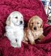 Golden Retriever Puppies for sale in Penn Yan, NY 14527, USA. price: NA