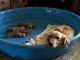 Golden Retriever Puppies for sale in Franklin, TN, USA. price: $1,500