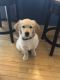 Golden Retriever Puppies for sale in Milford, OH, USA. price: $2,000