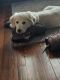 Golden Retriever Puppies for sale in Altoona, PA 16601, USA. price: NA