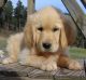 Golden Retriever Puppies for sale in Addison, TX, USA. price: NA