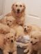Golden Retriever Puppies for sale in Santa Cruz, CA, USA. price: $500