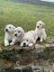Golden Retriever Puppies for sale in Austin, TX, USA. price: $650