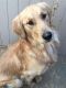 Golden Retriever Puppies for sale in Palmdale, CA, USA. price: $300