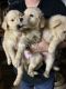 Golden Retriever Puppies for sale in Redlands, CA, USA. price: NA
