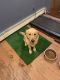 Golden Retriever Puppies for sale in 74 Heritage Dr, Waterbury, CT 06708, USA. price: NA