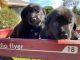 Golden Retriever Puppies for sale in Clovis, CA, USA. price: NA