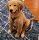 Golden Retriever Puppies for sale in Milltown, NJ, USA. price: NA