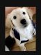 Golden Retriever Puppies for sale in Park Forest, IL, USA. price: NA