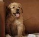Golden Retriever Puppies for sale in St. Augustine, FL, USA. price: NA