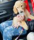 Golden Retriever Puppies for sale in New Port Richey, FL, USA. price: NA