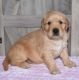 Golden Retriever Puppies for sale in Daytona Ave, Windsor, ON, Canada. price: $480