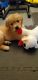 Golden Retriever Puppies for sale in Morrisville, PA 19067, USA. price: NA