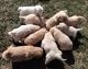 Golden Retriever Puppies for sale in Schell City, MO 64783, USA. price: $900