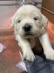 Golden Retriever Puppies for sale in 444 N 3rd St, Terre Haute, IN 47807, USA. price: NA