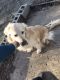Golden Retriever Puppies for sale in Kendallville, IN 46755, USA. price: NA