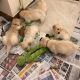 Golden Retriever Puppies for sale in Virginia Beach, VA, USA. price: $750