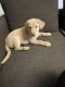 Golden Retriever Puppies for sale in Medford, OR, USA. price: $2,000