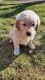 Golden Retriever Puppies for sale in Columbiana, OH 44408, USA. price: NA