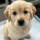 Golden Retriever Puppies for sale in TX-8 Beltway, Houston, TX, USA. price: NA