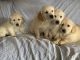 Golden Retriever Puppies for sale in San Francisco, CA, USA. price: NA