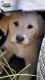 Golden Retriever Puppies for sale in Medford, OR, USA. price: $2,000