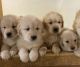 Golden Retriever Puppies for sale in Willingboro, NJ, USA. price: $1,300