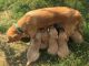 Golden Retriever Puppies for sale in Danville, KY, USA. price: $1,300