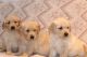 Golden Retriever Puppies for sale in Glendale, AZ, USA. price: $1,200