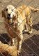 Golden Retriever Puppies for sale in Nashville, TN, USA. price: $600