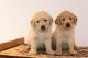 Golden Retriever Puppies for sale in Fresno, CA, USA. price: $1,200