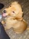 Golden Retriever Puppies for sale in Hazleton, PA, USA. price: NA
